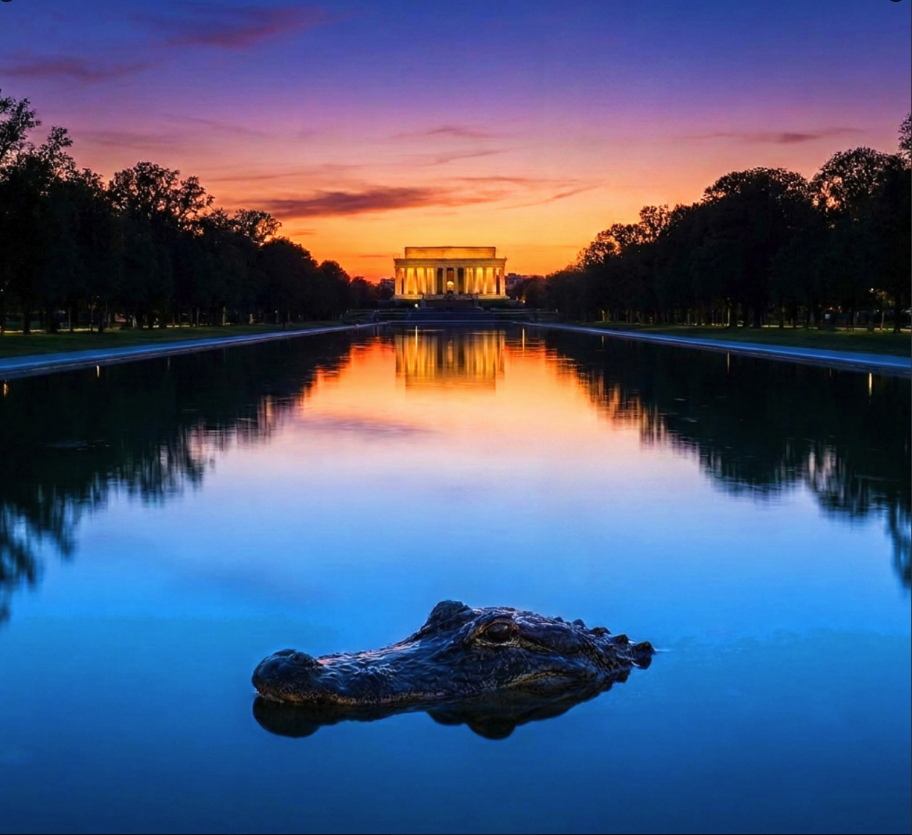 An alligator's head floating in the Lincoln Memorial Reflecting Pool at sunset, with the memorial reflected in the water.