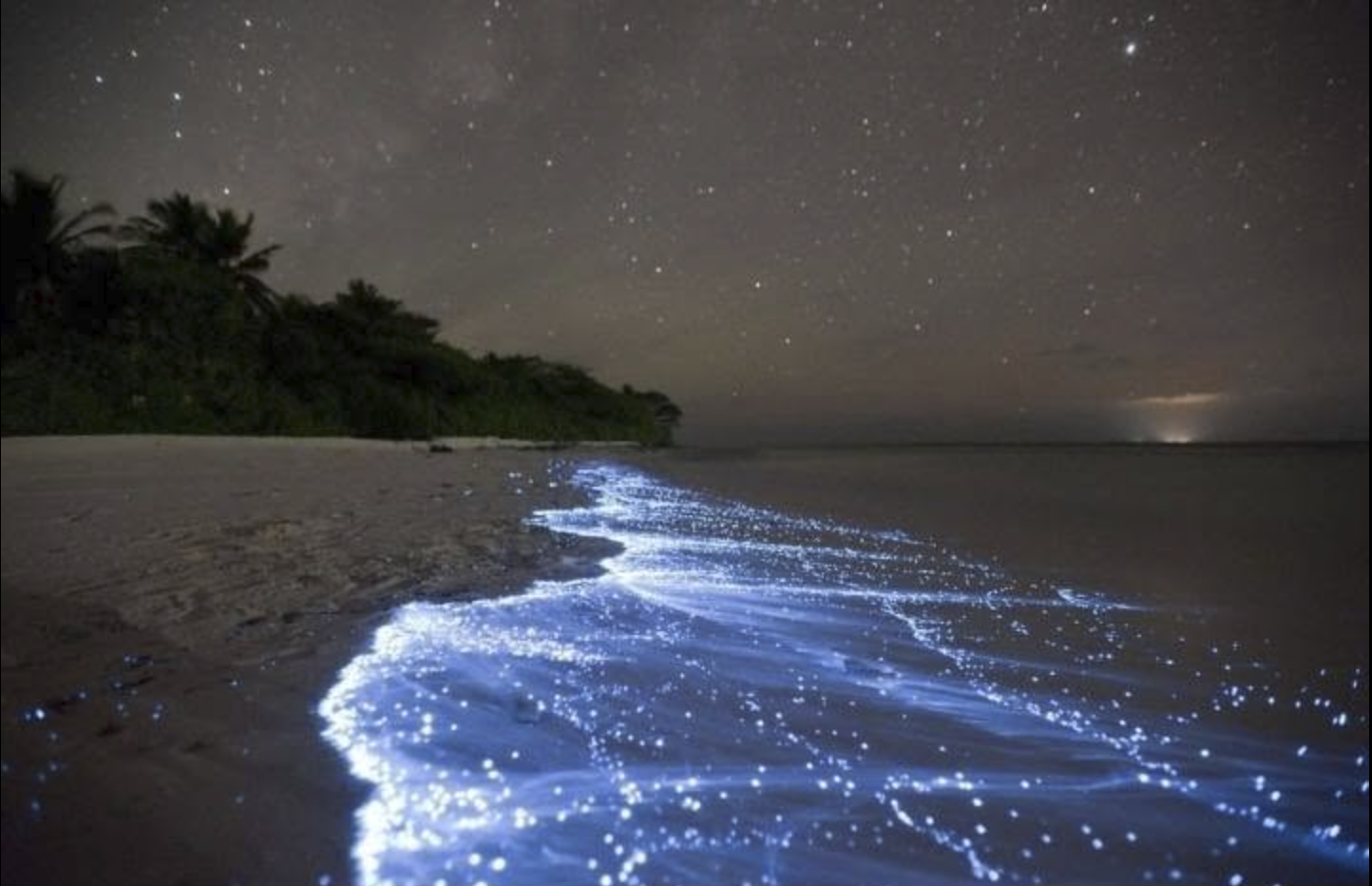 A tropical beach at night with glowing blue bioluminescent water along the shoreline beneath a starry sky.