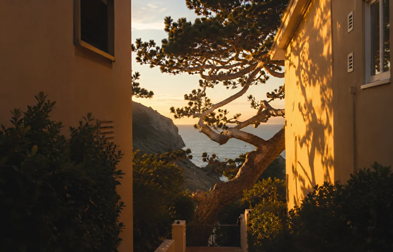 A coastal sunset viewed between two light-colored buildings, with a gnarled pine tree, ocean, and rocky headland visible.