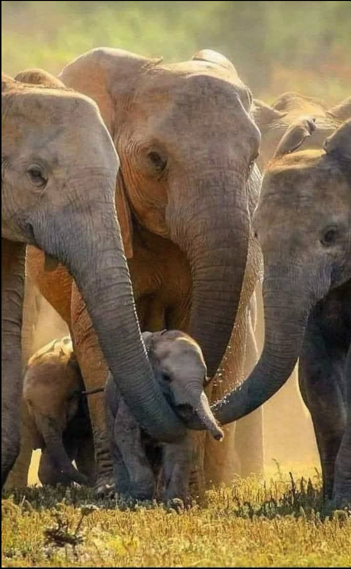 A group of adult elephants gathered around a small calf in a sunlit, dusty grassland.