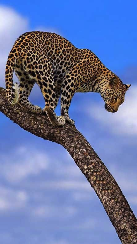 A jaguar balancing along a curved tree branch against a partly cloudy blue sky.