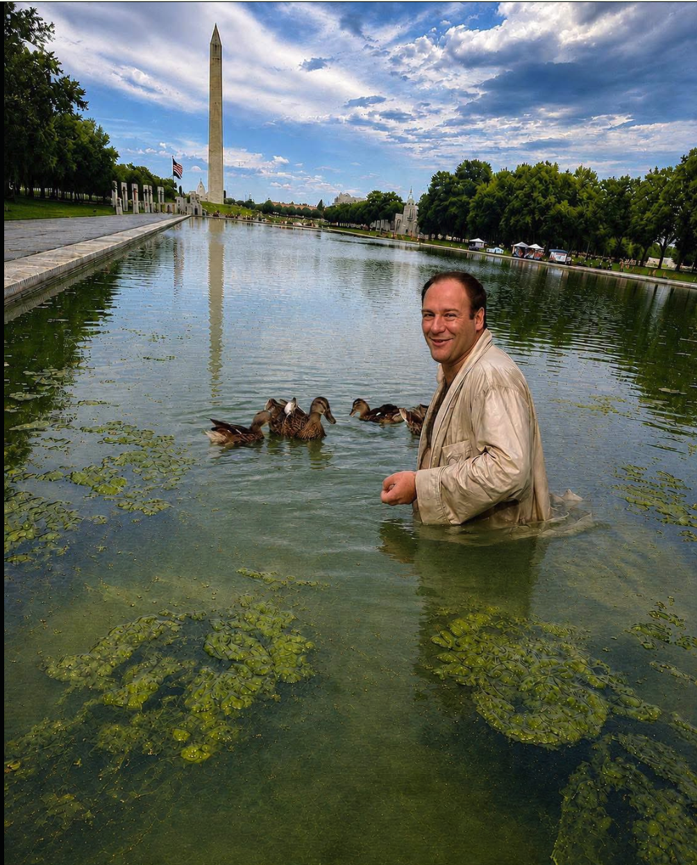 A man resembling James Gandolfini standing waist-deep in the Reflecting Pool with ducks, the Washington Monument visible in the background.