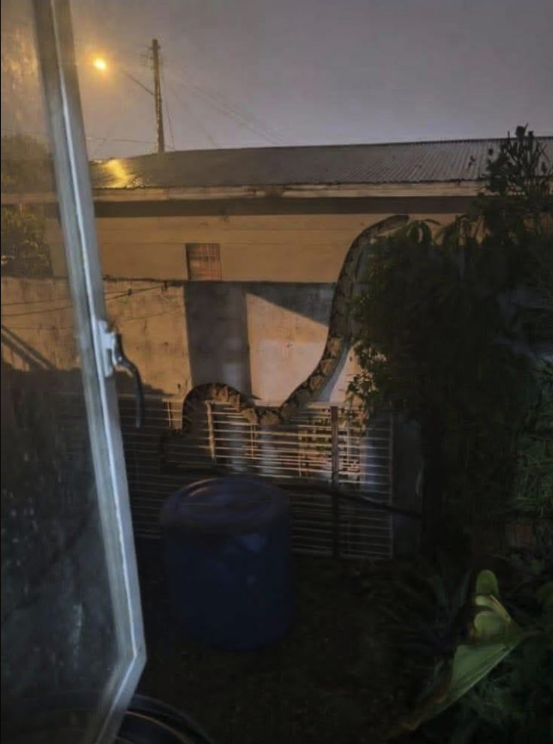 A large snake draped across an outdoor wall at night, with a blue barrel in the foreground and a streetlight overhead.