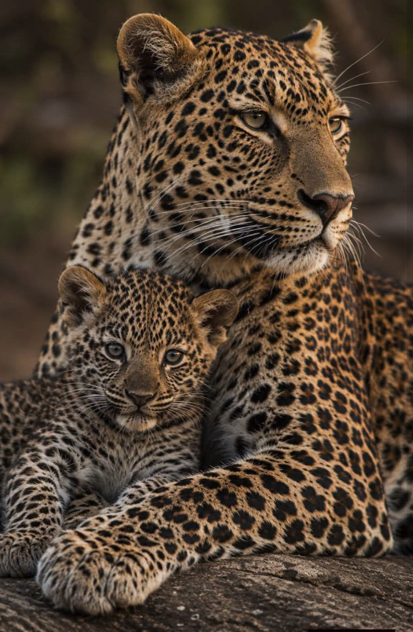An adult leopard resting beside a young spotted cub against a blurred natural background.