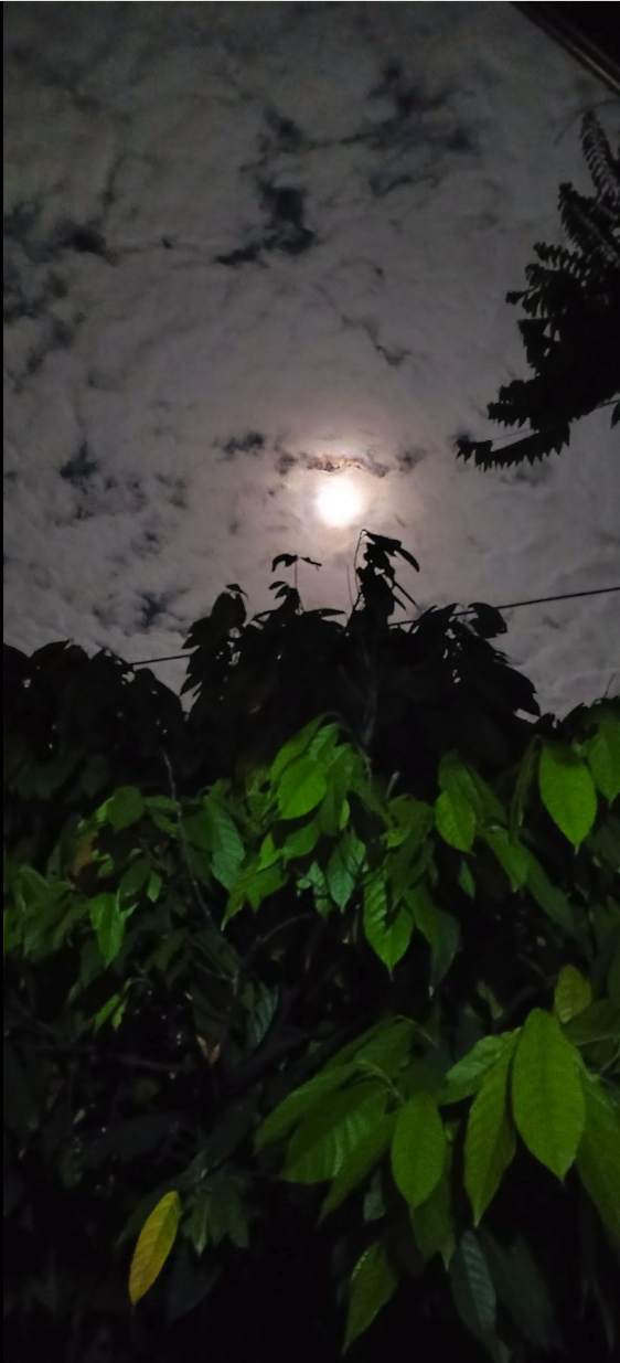 A full moon shining through cloud cover above silhouettes of tree foliage and leaves at night.