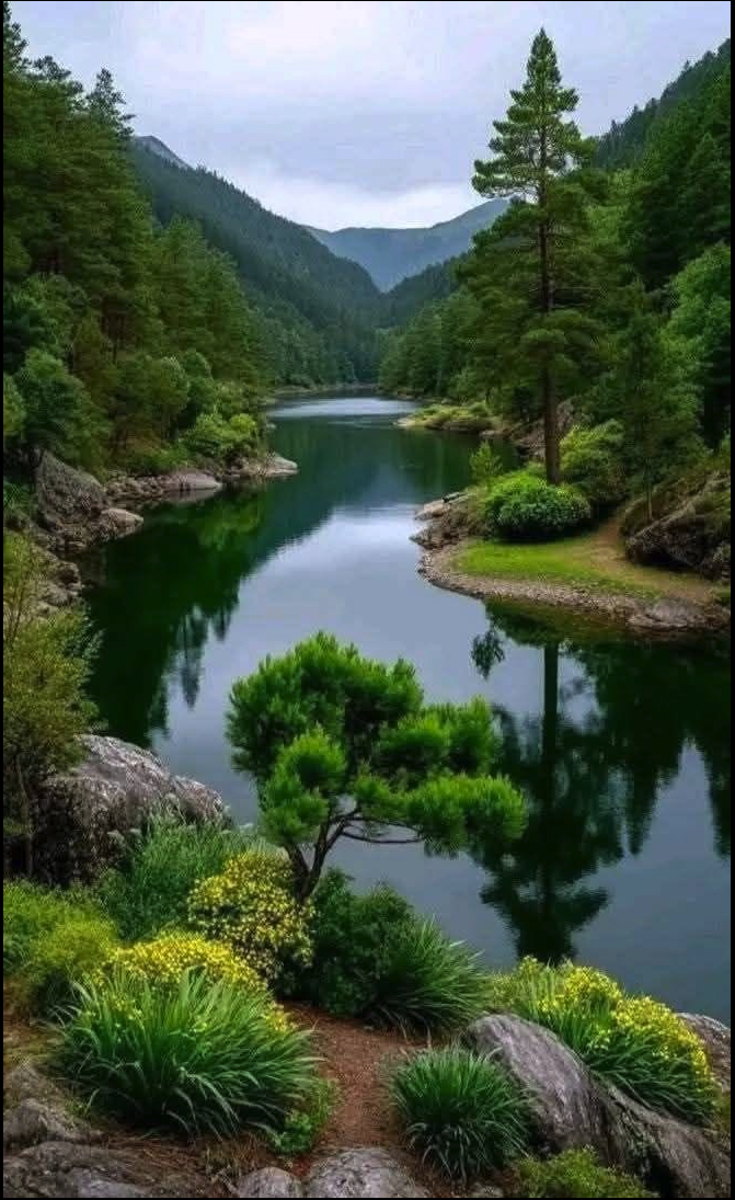 A serene mountain lake surrounded by forested hills, with a small pine tree and yellow wildflowers in the foreground.