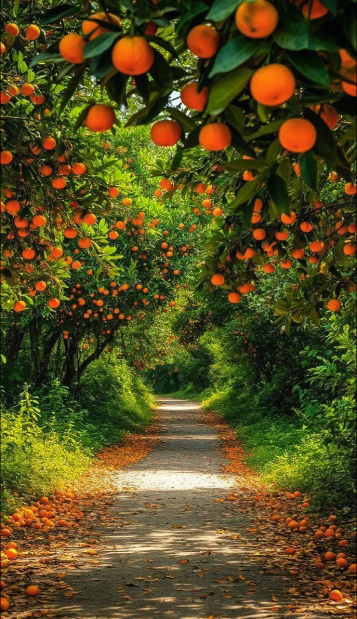 A sunlit dirt path winding through an orange grove lined with trees heavy with ripe orange fruit.