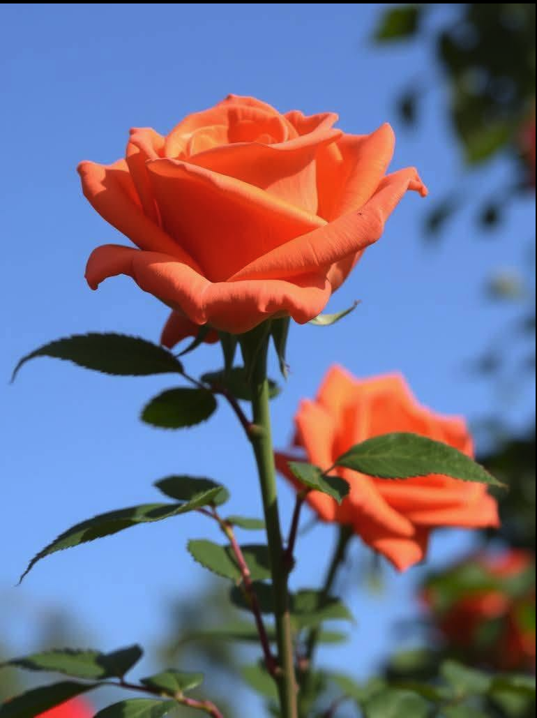 An orange rose in full bloom against a clear blue sky, with green leaves and a second rose in the background.