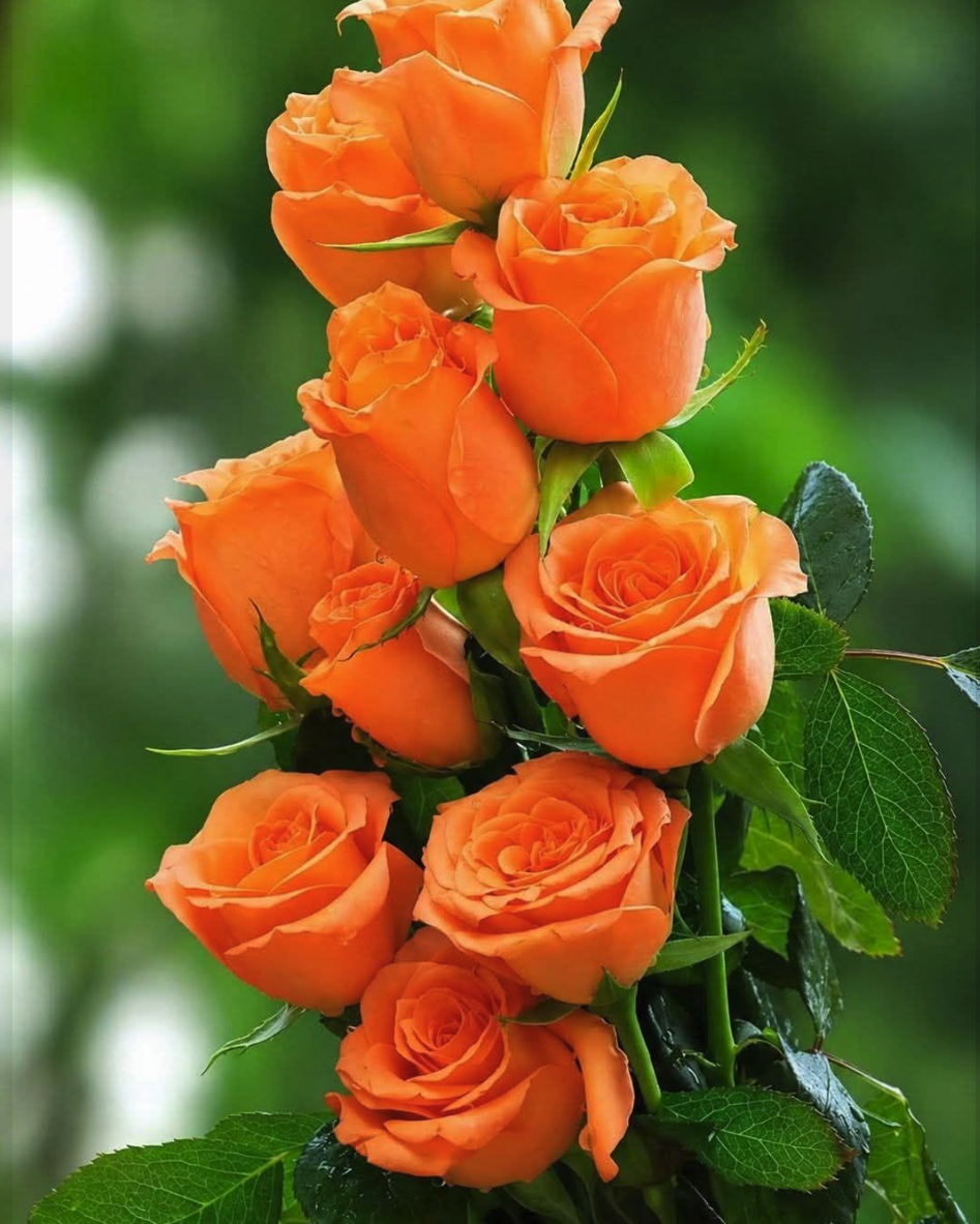 A cluster of orange roses in full bloom with green leaves set against a softly blurred green background.