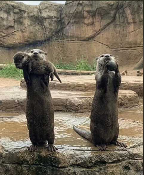 Three otters standing upright on their hind legs on rocks, two appearing to embrace and one holding a small stone.