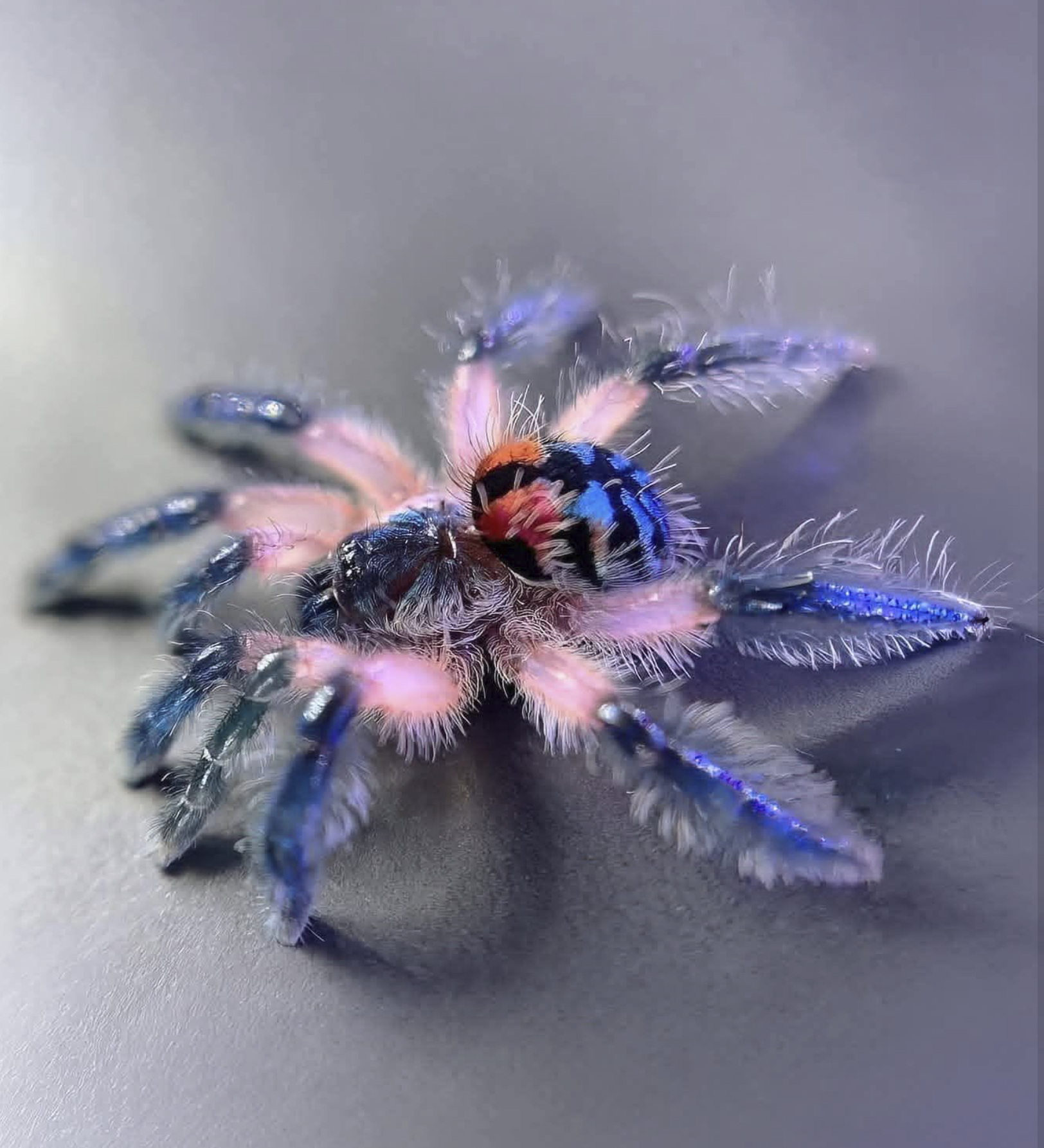 A tarantula with pink, hairy legs and a dark iridescent blue and black body on a gray surface.