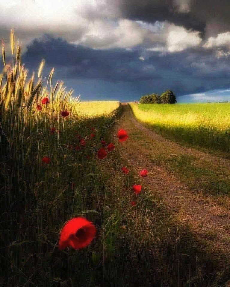 A dirt path running between a golden wheat field dotted with red poppies and a green field, beneath a dark stormy sky.