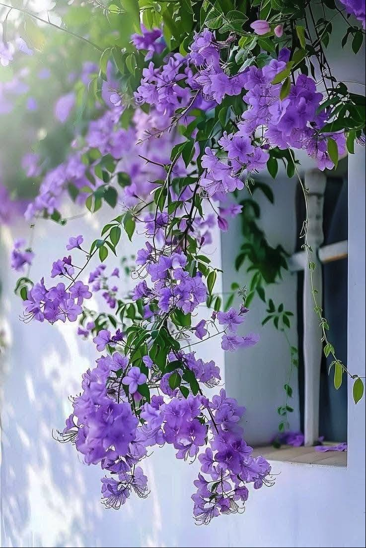 Purple cascading flowers hanging down against a white wall beside a window.