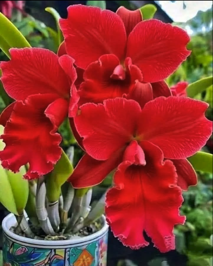 A vivid red cattleya-style orchid with ruffled petals blooming in a colorful patterned pot.