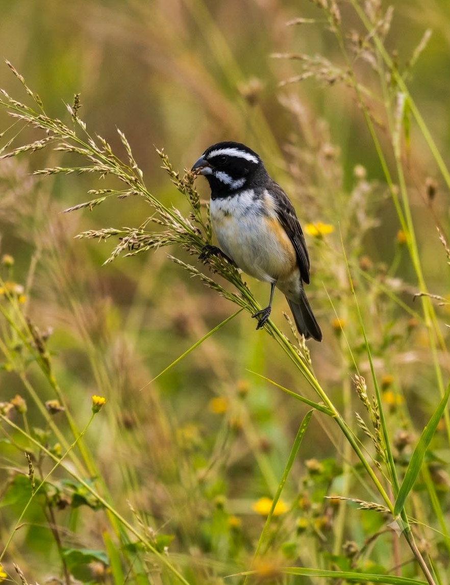 A small songbird with black, white, and tan plumage perched on grass stems amid meadow vegetation.