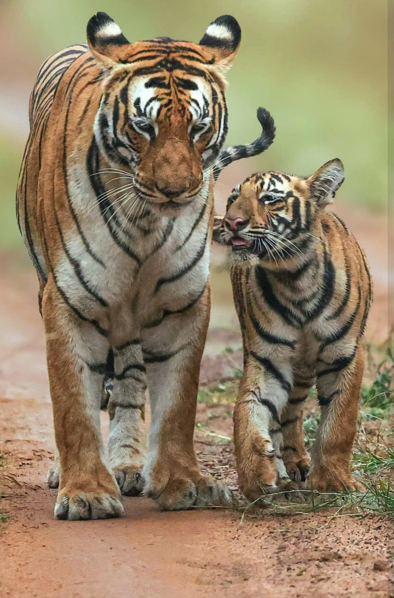An adult tiger and a cub walking together along a dirt path with greenery in the background.