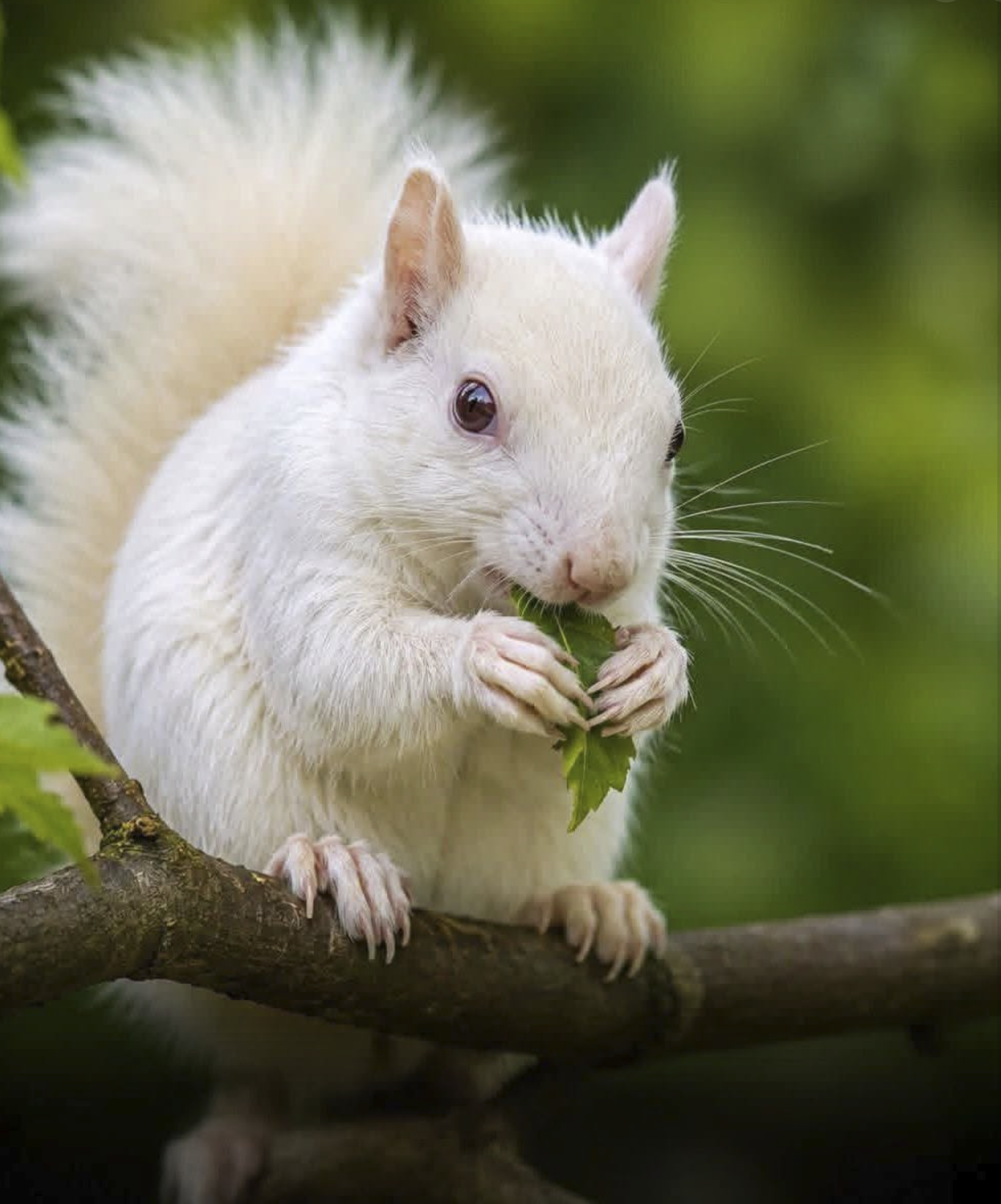 A white squirrel with a fluffy tail perched on a tree branch, holding a green leaf in its paws.