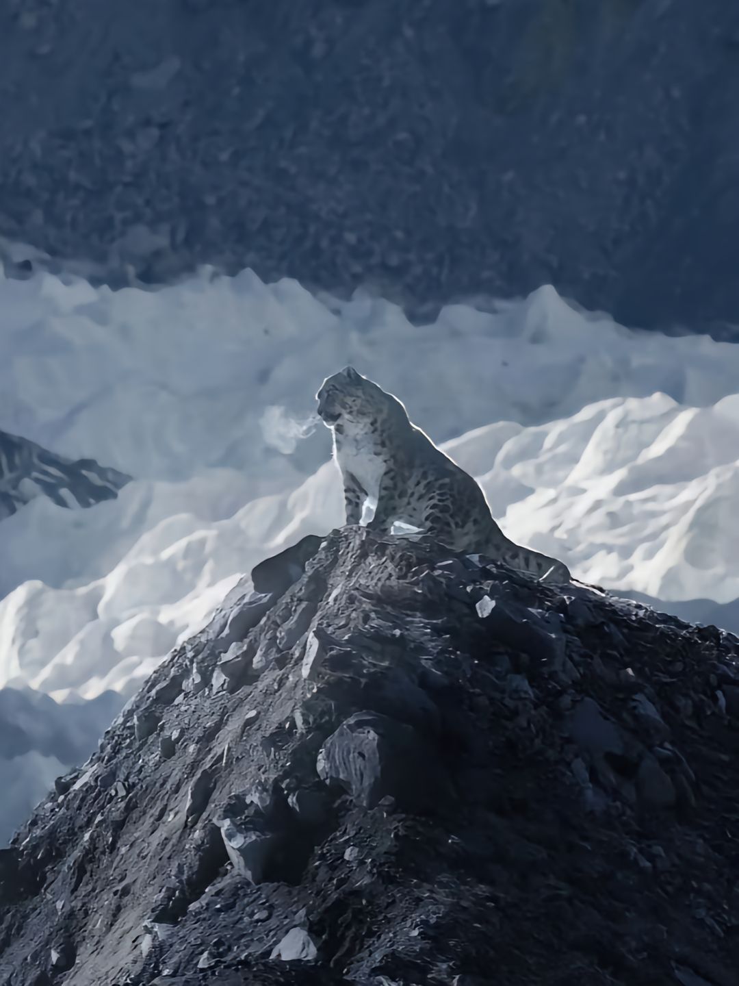 An image appearing to show a snow leopard sitting on a rocky outcrop with snow-covered mountains in the background.
