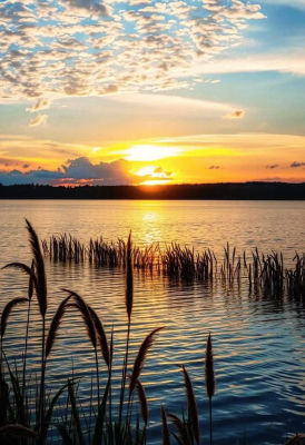 AI-generated sunset over a lake with reeds