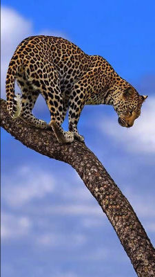 AI-generated image of a jaguar on a tree branch