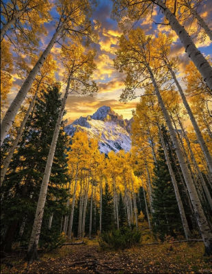 AI-generated autumn aspen grove with snow-capped mountain at sunset