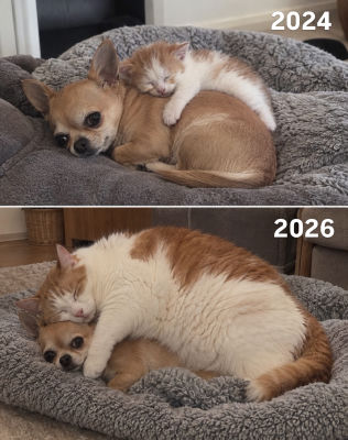 AI-generated 'cats and dogs growing up together' comparison meme