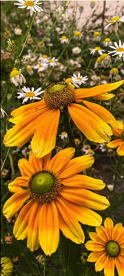 AI-generated image of orange daisies and white chamomile in a garden