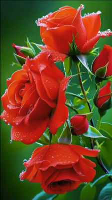 AI-generated image of red roses with dewdrops