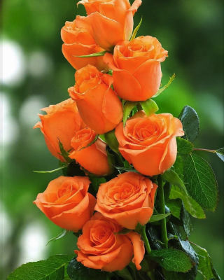 AI-generated image of orange roses against green foliage