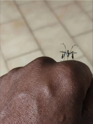 AI-generated image of a mosquito-like insect perched on a hand