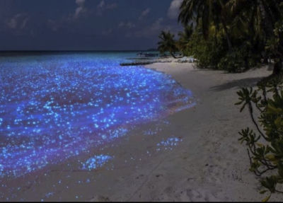 AI-generated image of a bioluminescent beach at night
