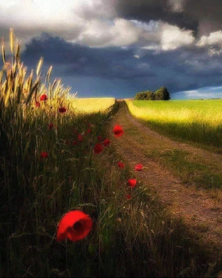 AI-generated landscape of a dirt path between wheat and green fields with poppies under a stormy sky