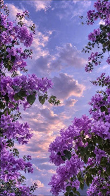 AI-generated image of purple bougainvillea flowers against a pink sunset sky