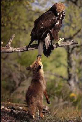 AI-generated image of a fox suspended from a tree branch by a bird of prey