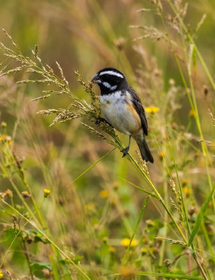 AI-generated image of a small black, white, and tan songbird perched on grass stems