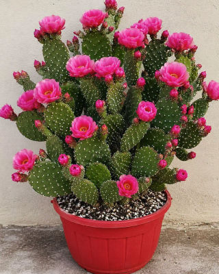 AI-generated image of a pink-flowering cactus in a red pot