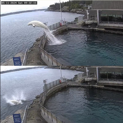 AI-generated image of a beluga whale leaping at a SeaLife facility