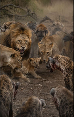 AI-generated image of lions and hyenas in a confrontation