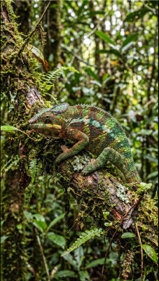 AI-generated image of a chameleon on a mossy branch in a rainforest