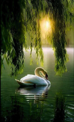 AI-generated image of a white swan under weeping willows at sunset
