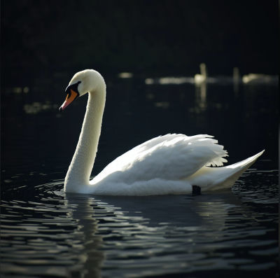 AI-generated image of a swan on dark water
