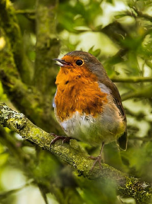 AI-generated image of a European robin perched on a mossy branch
