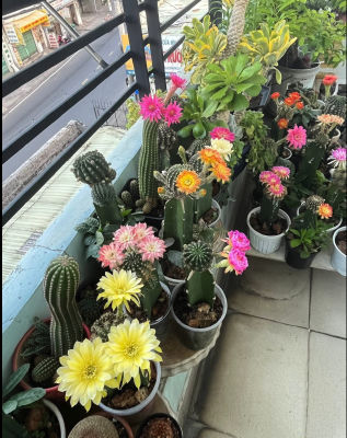 AI-generated image of blooming cacti on a balcony