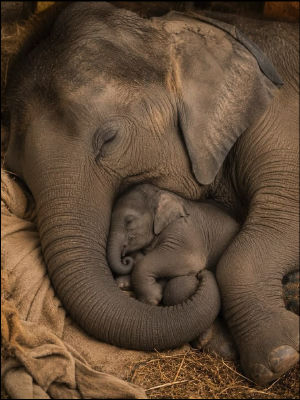 AI-generated image of a baby elephant resting against an adult elephant