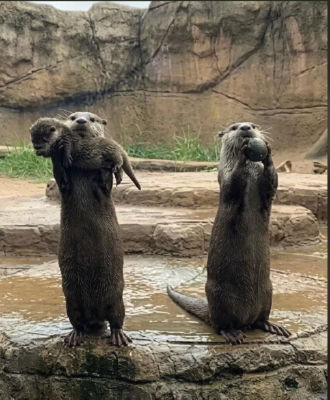 AI-generated image of three otters standing upright in a zoo enclosure