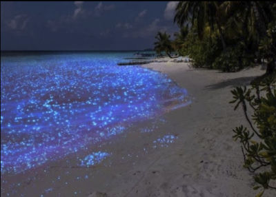 AI-generated image of a bioluminescent beach at night