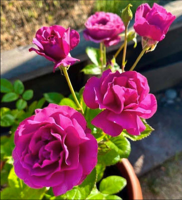AI-generated image of pink roses in a garden pot