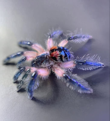 AI-generated image of a pink-legged tarantula