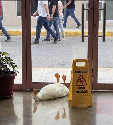 AI-generated image of a duck posed like a slipped person beside a 'Cuidado Piso Mojado' sign