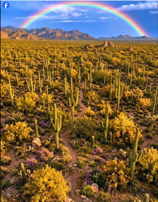 AI-generated Sonoran desert landscape with saguaro cacti and rainbow